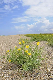 Papaveraceae Prints: Yellow horned poppy (Glaucium flavum) growing on shingle beach, Norfolk, UK, August