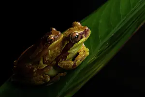 Hylidae Prints: Yellow hourglass treefrogs (Dendropsophus ebraccatus) pair in amplexus