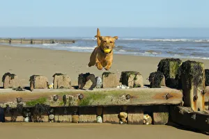 Enthusiasm Prints: Yellow Labrador jumping breakwater, Norfolk. April
