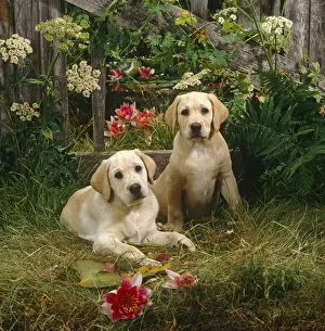 Two Yellow Labrador puppies with fence, flowers and waterlillies, 10 weeks old