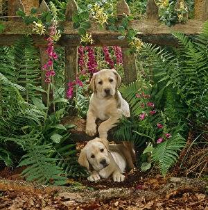 Two Yellow Labrador puppies playing through a gap in the fence, 7 weeks old