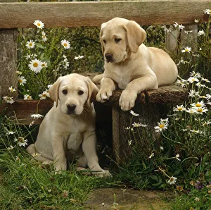 Friends Prints: Two Yellow Labrador puppies resting at a stile, 9 weeks old