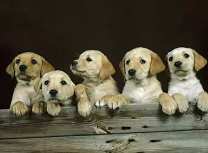 Animal Portrait Gallery: Yellow labrador, five puppies in a row