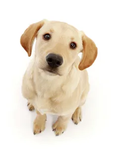 Yellow Labrador puppy, aged 4 months, sitting and looking up, portrait