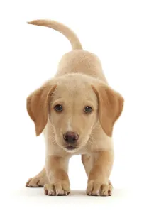 Gun Dog Prints: Yellow Labrador puppy, playful posture portrait