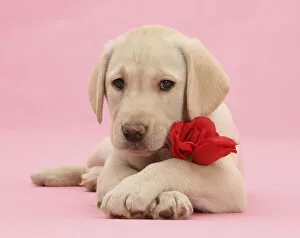 Images Dated 19th March 2009: Yellow Labrador Retriever bitch pup, 10 weeks, with a red rose and crossed paws