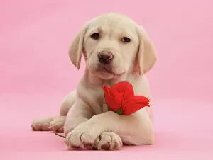 Flowers Gallery: Yellow Labrador Retriever bitch puppy, 10 weeks, with a red rose