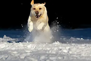 Enjoyment Prints: Yellow Labrador retriever bounding through snow, Litchfield, Connecticut, USA. January