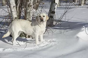 Images Dated 21st April 2016: Yellow Labrador retriever in fresh snow, Clinton, Connecticut, USA