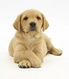 Yellow Labrador Retriever pup, 8 weeks, lying with paws crossed