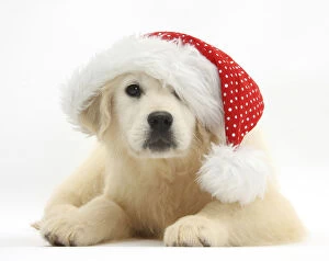 Yellow Labrador retriever pup, Daisy, age 16 weeks, wearing a Father Christmas hat