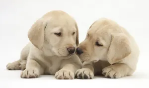 Images Dated 7th June 2011: Yellow Labrador Retriever puppies, 8 weeks