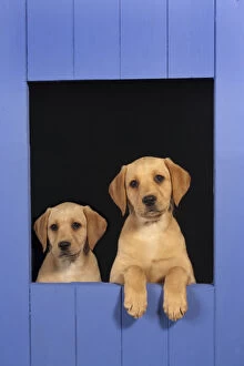 Two Yellow Labrador retriever puppies looking out from blue kennel, UK