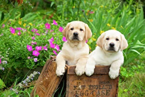 April 2023 Highlights Collection: Two yellow Labrador retriever puppies, males, side by side in wooden box in garden next to summer