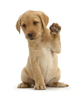 Yellow Labrador Retriever puppy, 8 weeks old, sitting with raised paw