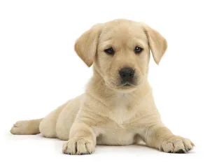 Yellow Labrador Retriever puppy, age 9 weeks, lying with head up