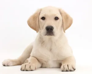 Yellow Labrador Retriever puppy, age 9 weeks, lying with head up