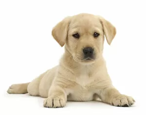 Images Dated 16th October 2014: Yellow Labrador Retriever puppy, age 9 weeks, lying with head up