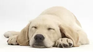 Images Dated 14th January 2016: Yellow Labrador retriever puppy, age 9 weeks, sleeping