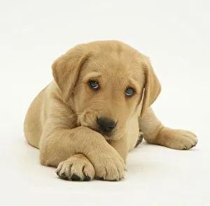 Yellow Labrador retriever puppy lying with paws crossed, 8 weeks