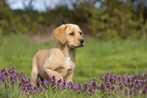 Yellow Labrador retriever puppy amongst spring flowers in garden, UK, April