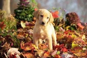 Gun Dog Prints: Yellow Labrador retriever puppy standing on autumn leaves