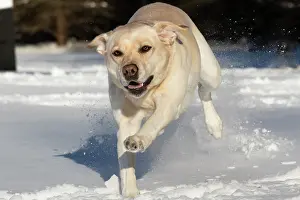 Eastern Usa Prints: Yellow Labrador retriever running through snow, Litchfield, Connecticut, USA. January