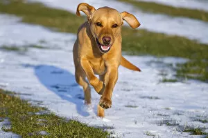 Action Gallery: Yellow Labrador running in snow, UK