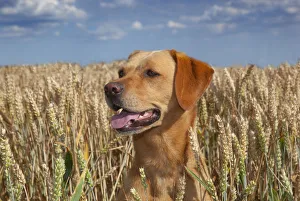 Images Dated 3rd August 2013: Yellow Labrador and in wheat field, Norfolk, August