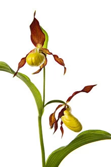 Orchidaceae Gallery: Yellow ladys slipper orchid (Cypripedium calceolus) in flower, France, May 2009