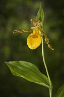 Images Dated 8th June 2015: Yellow ladys slipper orchid (Cypripedium parviflorum) New Brunswick, Canada, June