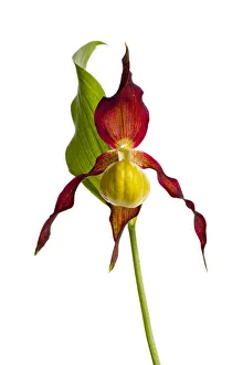 Yellow ladys slipper orchid (Cypripedium calceolus) in flower, France, May 2009