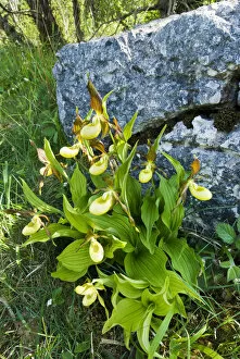 Monocotyledon Gallery: Yellow ladys slipper orchid (Cypripidium calceolus
