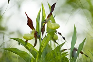 Steve Nicholls - Flowers Of The Field Prints: Yellow ladys slipper orchid (Cypripidium calceolus