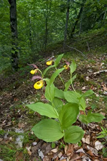 Images Dated 31st May 2009: Yellow ladys slipper orchids (Cypripedium calceolus) in flower, Queyras Natural Park