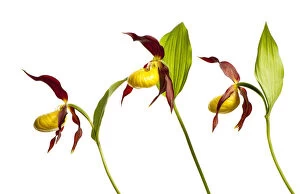 Three Yellow lady?s slipper orchids (Cypripedium calceolus) in flower, Queyras Natural Park