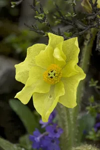 Yellow lampshade poppy / Yellow poppywort (Meconopsis integrifolia) after rainfall Yellow lampshade poppy / Yellow poppywort (Meconopsis integrifolia) after rainfall