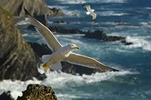 Yellow legged gull (Larus michahellis) in flight, Cabo Sardo (Cape) Alentejo, Natural