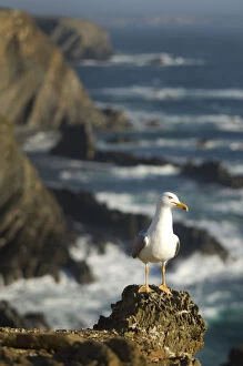 Yellow legged gull (Larus michahellis) on rock, Cabo Sardo, Alentejo, Natural Park