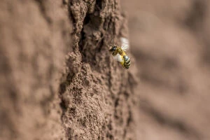 Andrena Gallery: Yellow legged mining bee (Andrena flavipes) female at nest burrow, River Monnow, Monmouthshire
