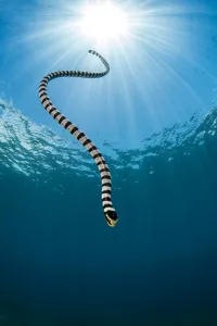 Yellow lipped sea snake (Laticauda colubrina) dives back down to the reef after surfacing Yellow lipped sea snake (Laticauda colubrina) dives back down to the reef after surfacing