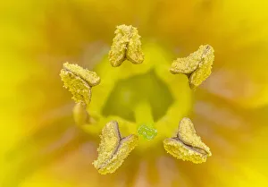 Ericales Prints: Yellow loosestrife (Lysimachia punctata) close up of stamens