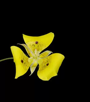 Yellow mariposa lily (Calochortus luteus) with dark nectar guides. Cultivated in glasshouse