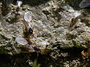 Gyne Prints: Yellow meadow ants (Lasius flavus)