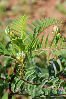 Legume Prints: Yellow milk vetch (Astragalus boeticus) in flower