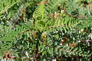 Legume Prints: Yellow milk vetch (Astragalus boeticus) in flower