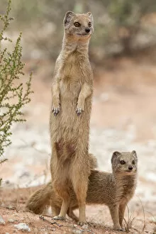 Animal Hair Gallery: Yellow mongoose (Cynictis penicillata) standing on hind legs with young, Kgalagadi