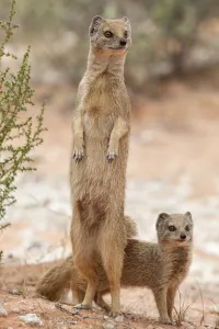 Scrubland Prints: Yellow mongoose (Cynictis penicillata) standing on hind legs with young, Kgalagadi