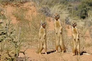 Yellow Mongooses (Cynictis penicillata) standing alert, Kgalagadi National Park