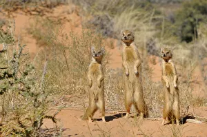 Togetherness Prints: Yellow Mongooses (Cynictis penicillata) standing alert, Kgalagadi National Park